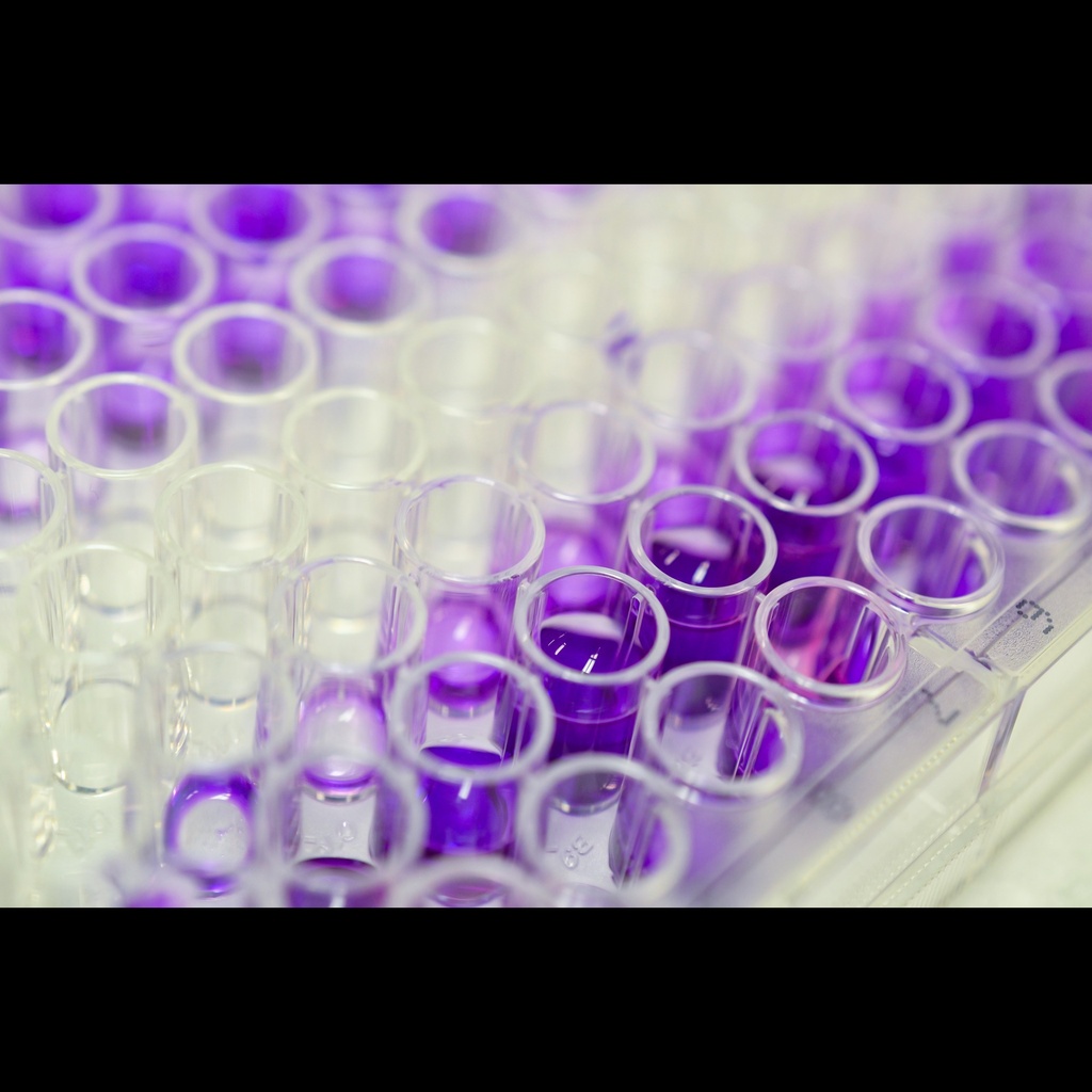 EpiQuik DNMT Activity/Inhibition ELISA Easy Assay ''Colorimetric''   96 wells plate