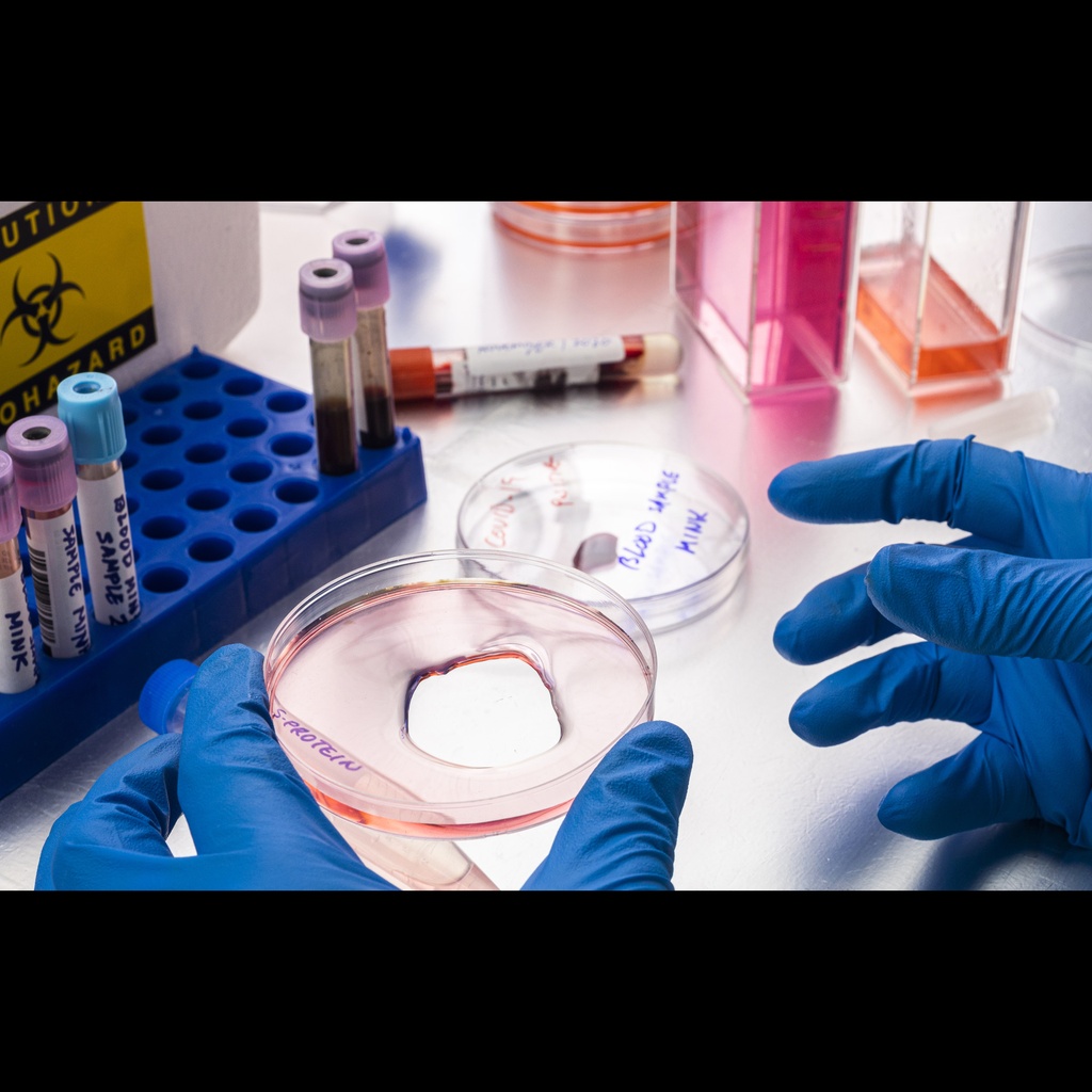 E. Coli Recombinant Angola marburgvirus Glycoprotein minus the Transmembrane Region ''MARV Angola rGPΔTM''   100ug